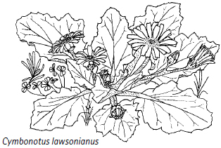 Cymbonotus Lawsonianus