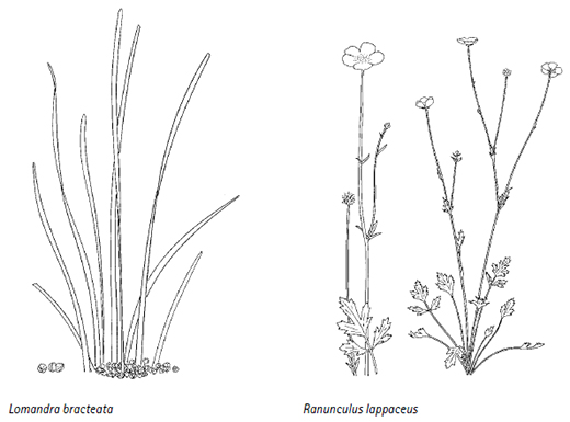 Lomandra bracteata, Ranunculus lappaceus