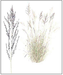 African Lovegrass