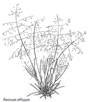 Panicum effusum