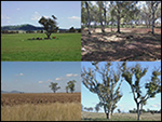 The story of Box Gum Grassy Woodlands