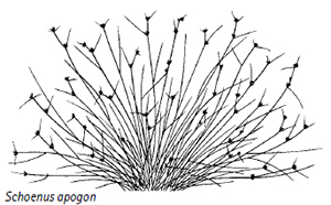 Schoenus apogon