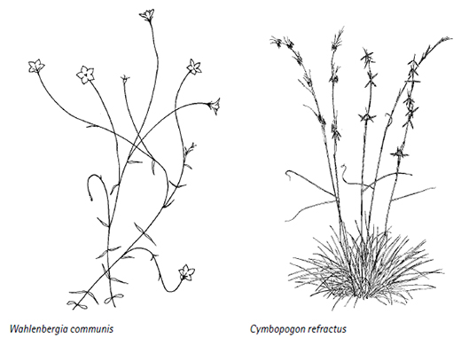 Wahlenbergia communis, Cymbopogon refractus