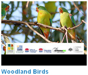Woodland birds video